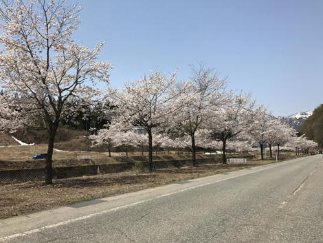 山菜採り♪